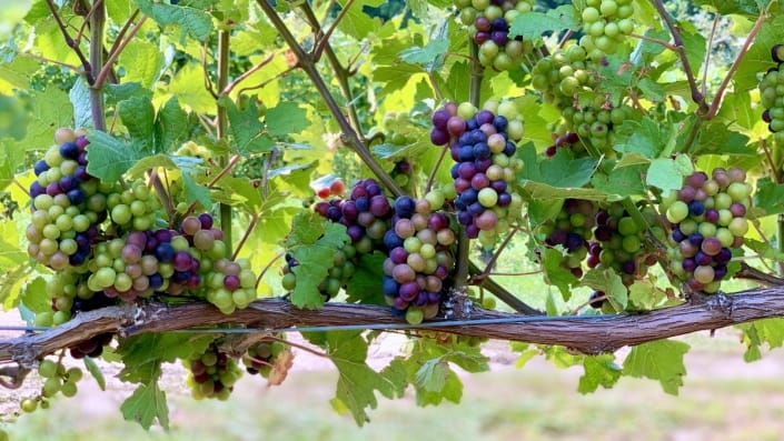 Veraison in the Vineyard