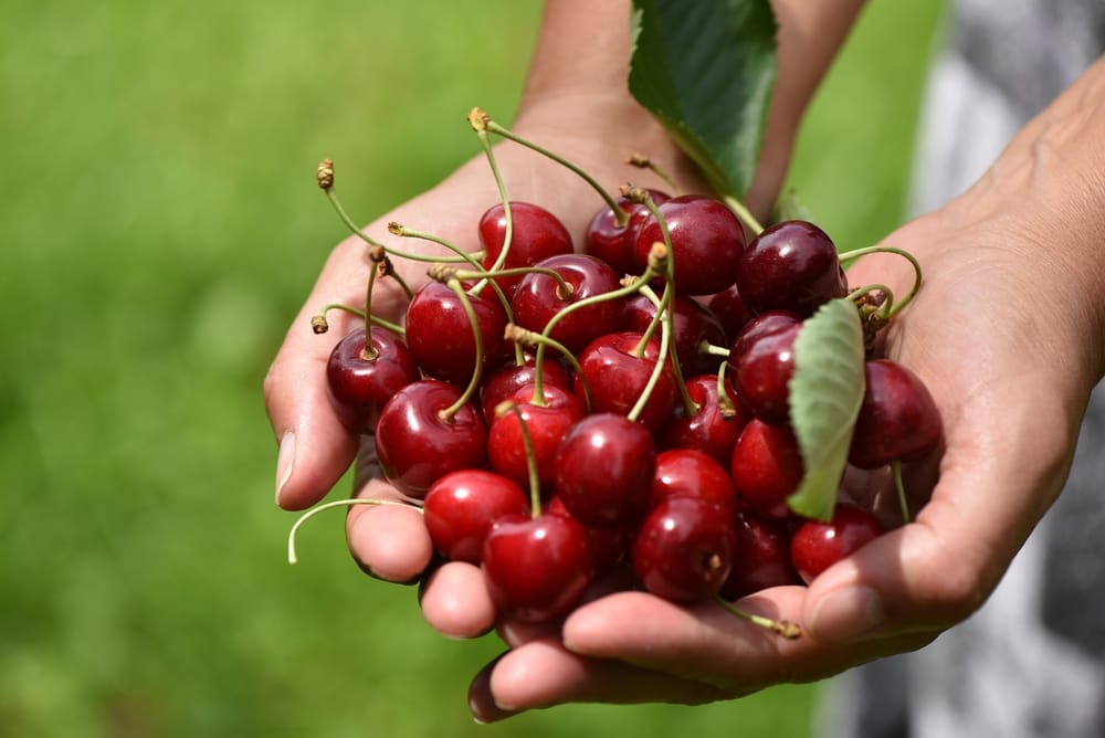 Where To Go Cherry Picking In Michigan This Summer 2